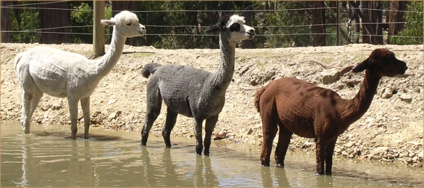 Alpacas cool off in Dam